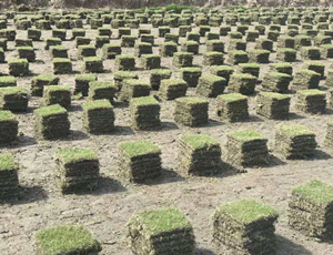 什么樣競賽場地必須天然草皮? 什么樣競賽場地必須天然草皮?